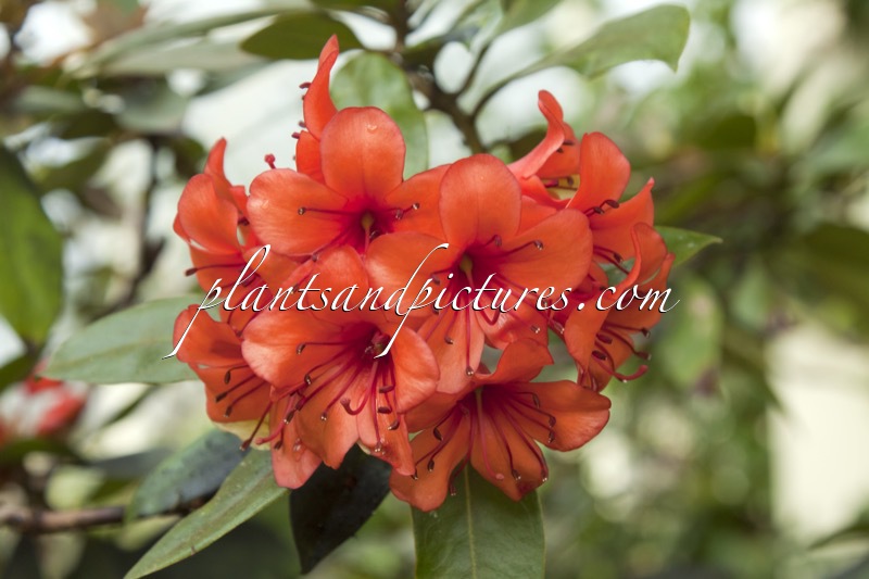 Rhododendron rarilepidotum