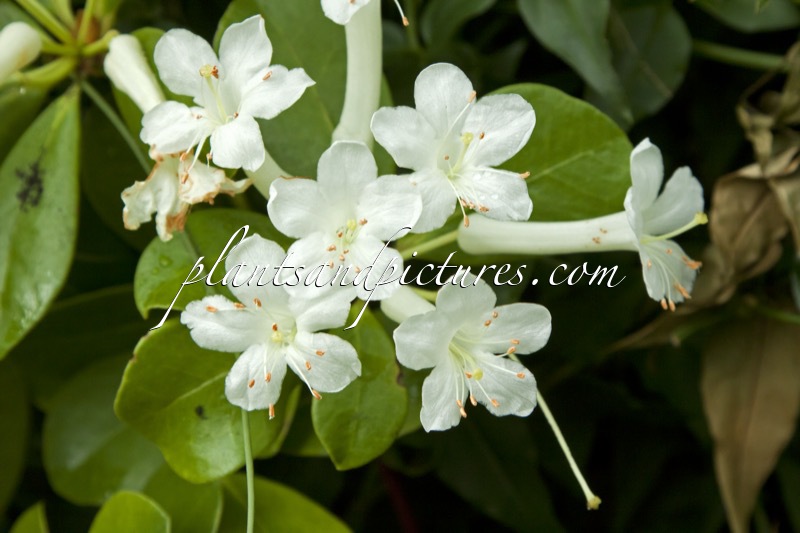 Rhododendron lochiae