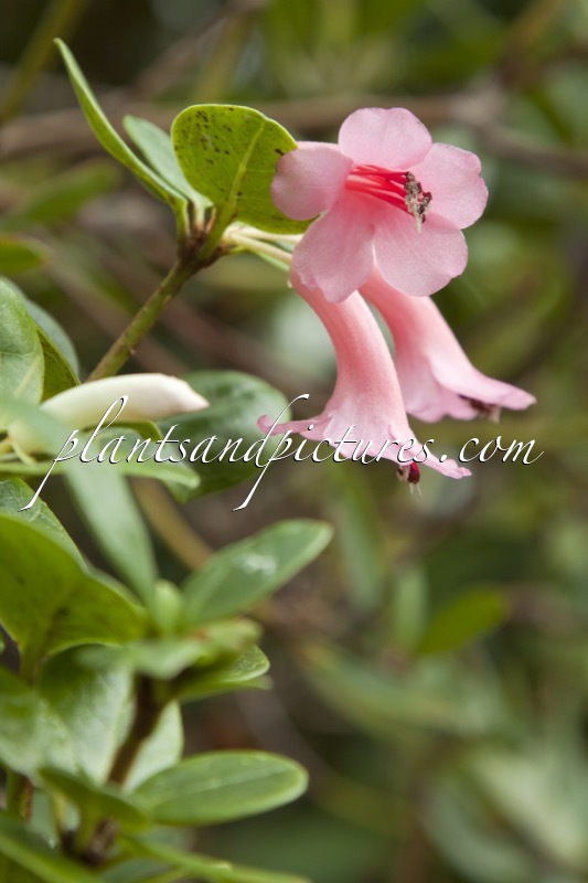Rhododendron leptanthum