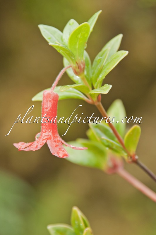 Rhododendron sheliae