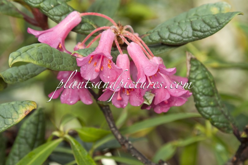 Rhododendron rugosum var. rugosum