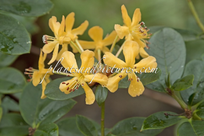 Rhododendron macgregoriae