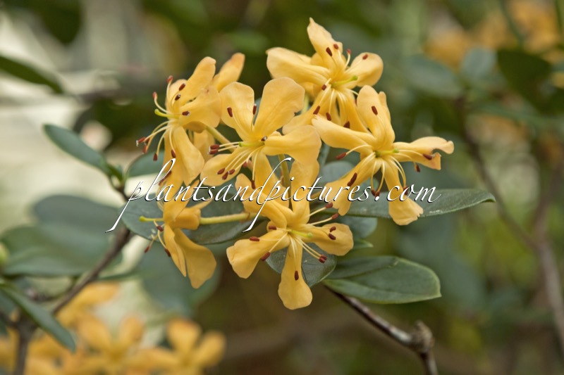 Rhododendron macgregoriae