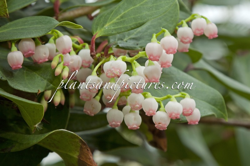 Vaccinium laurifolium