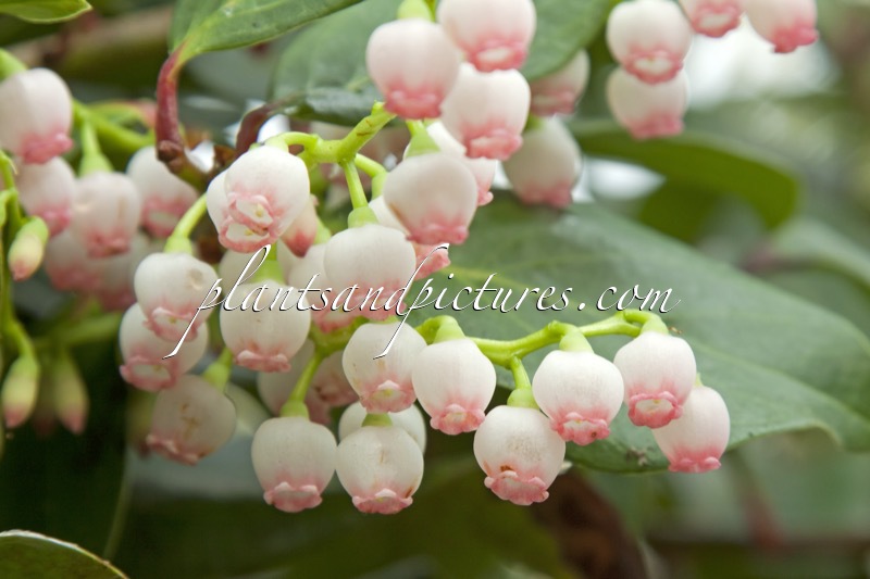 Vaccinium laurifolium