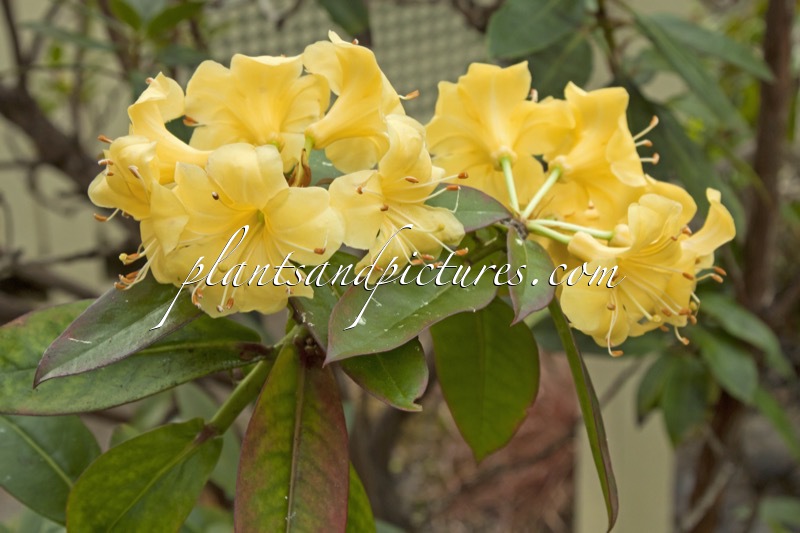 Rhododendron sessilifolium