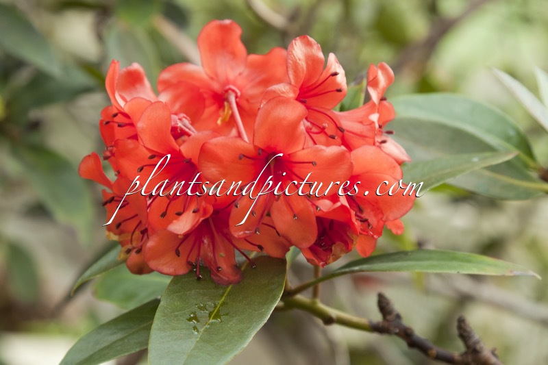 Rhododendron helwigii