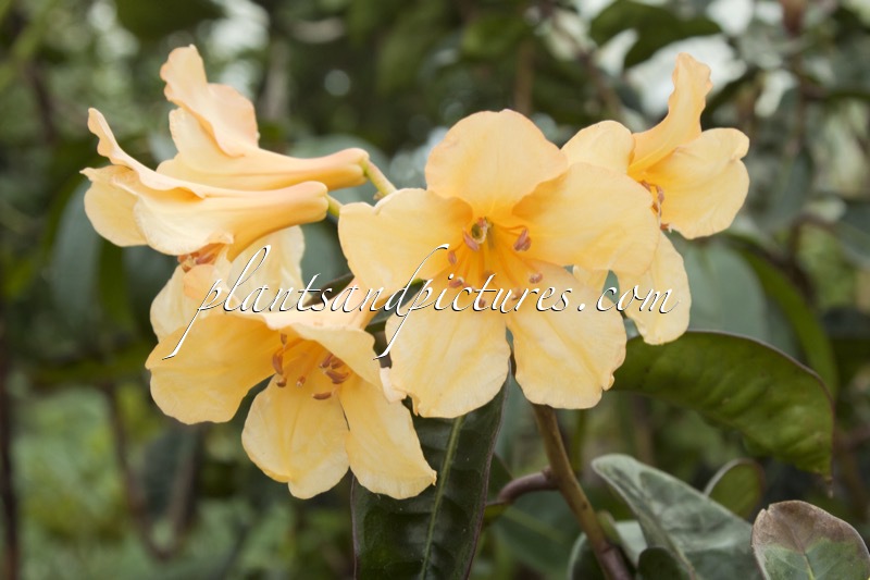 Rhododendron javanicum subsp. brookianum
