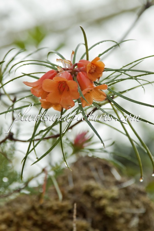 Rhododendron stenophyllum subsp. angustifolium