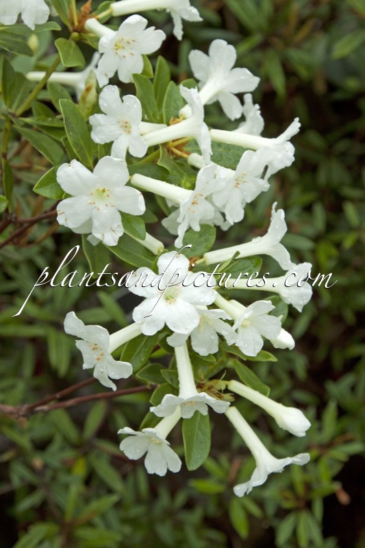 Rhododendron luraluense