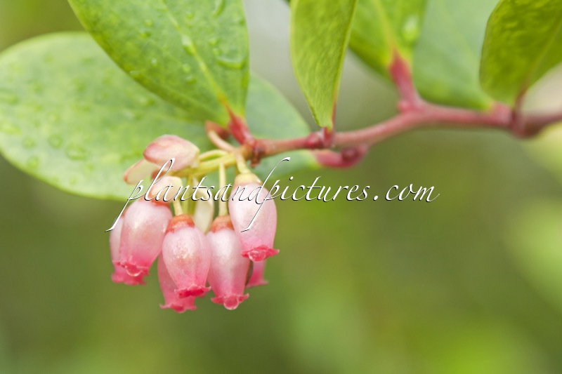 Vaccinium acrobracteatum