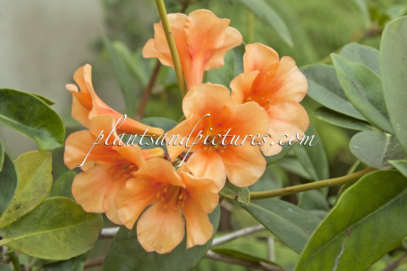 Rhododendron ‘Anatta Gold’