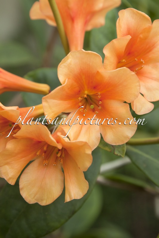Rhododendron ‘Anatta Gold’