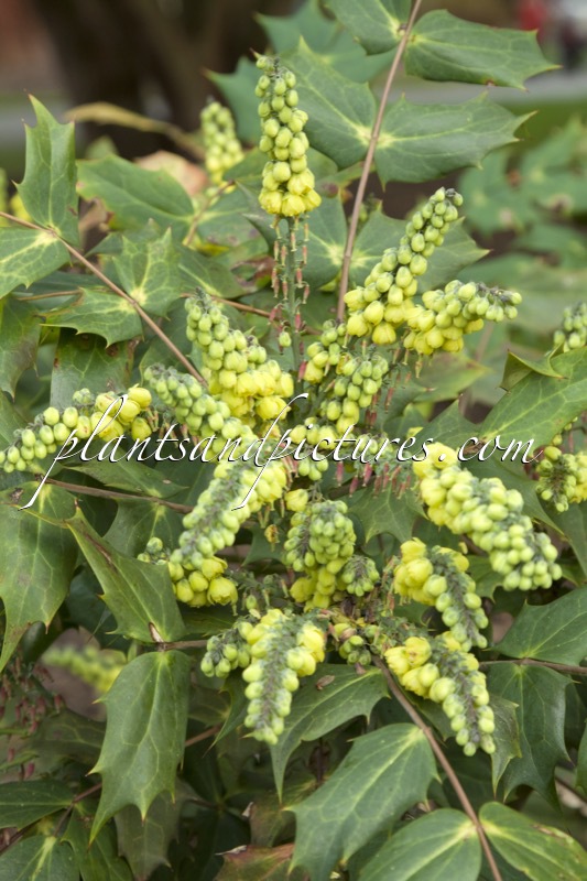 Mahonia japonica