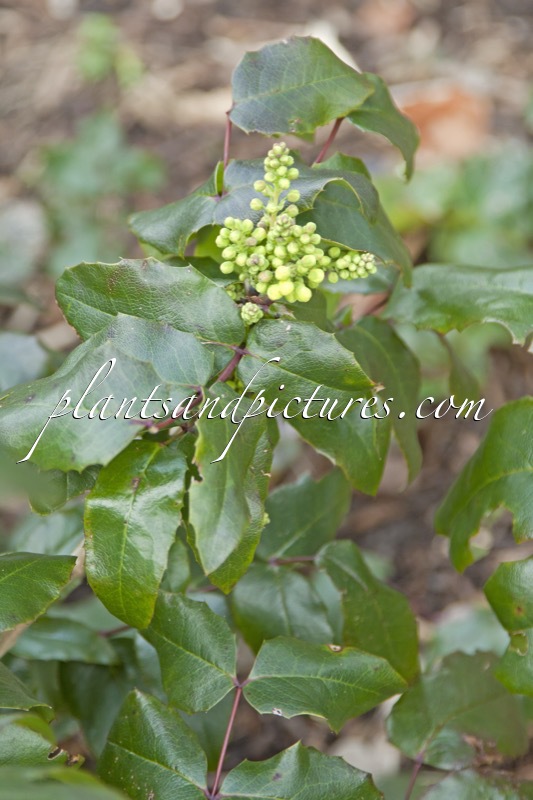 Mahonia herveyi