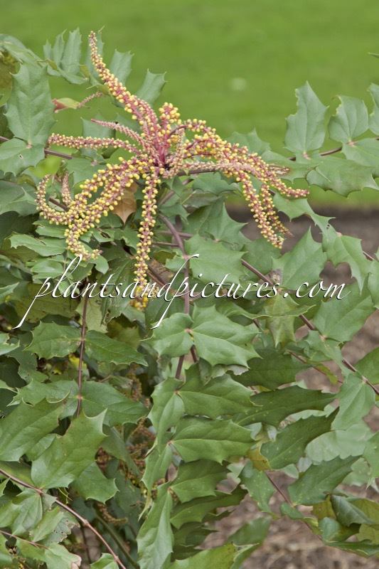 Mahonia duclouxiana