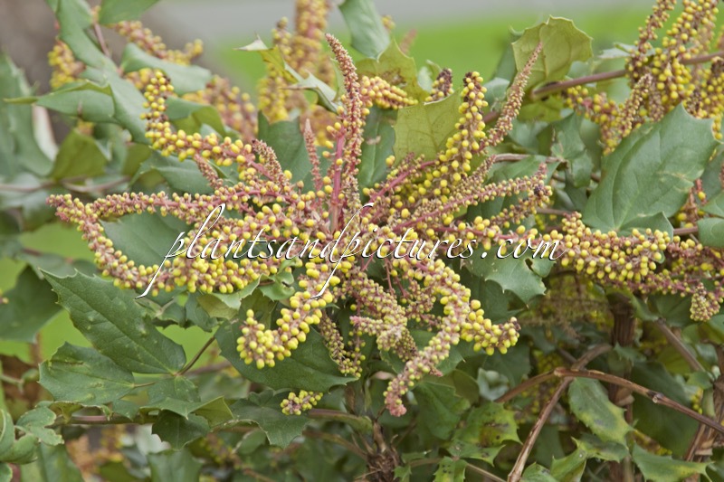 Mahonia duclouxiana