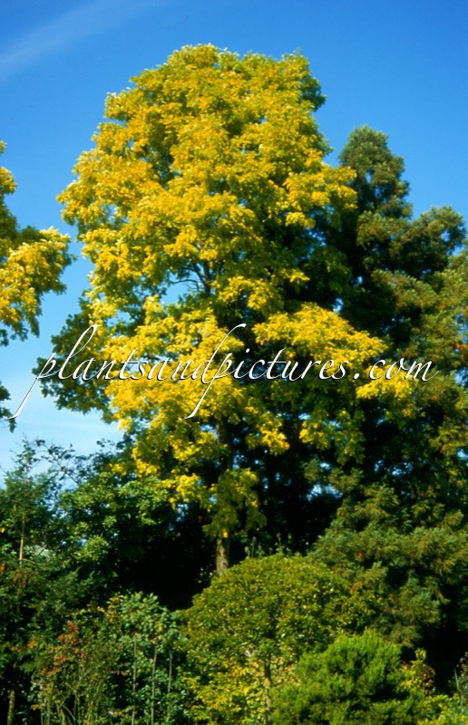 Robinia pseudoacacia ‘Frisia’