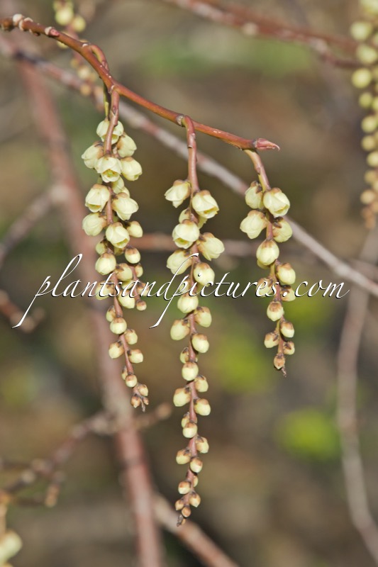 Stachyurus praecox