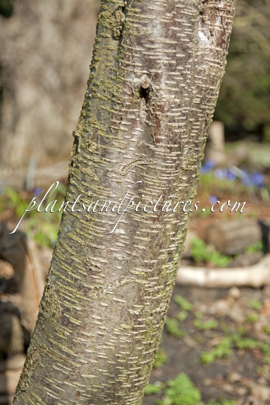 Betula grossa