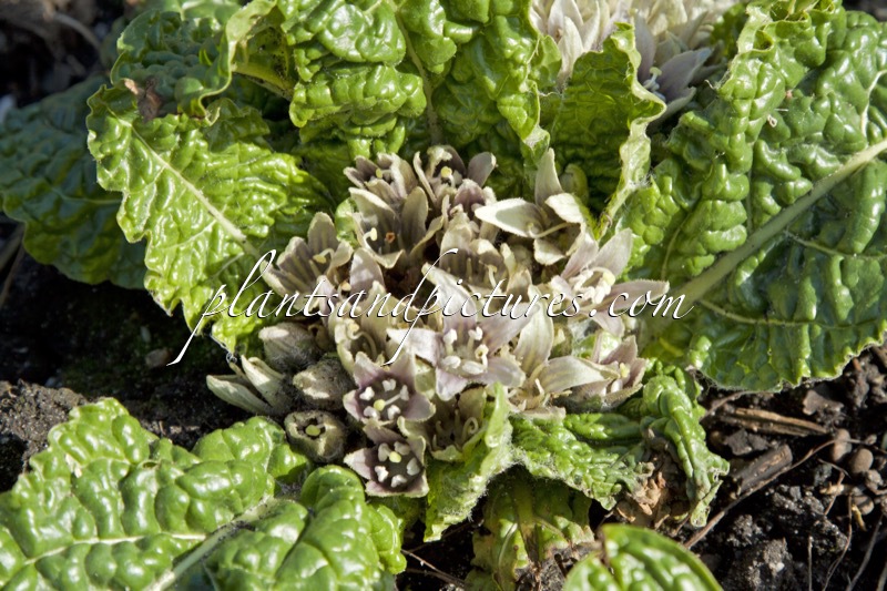 Mandragora officinalis