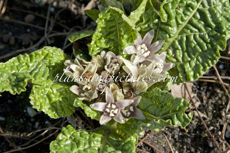 Mandragora officinalis