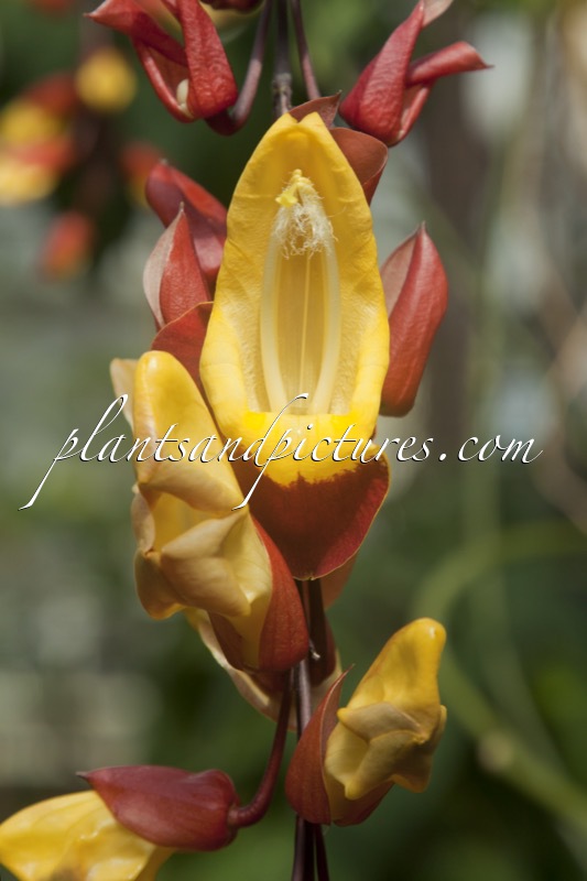 Thunbergia myosorensis