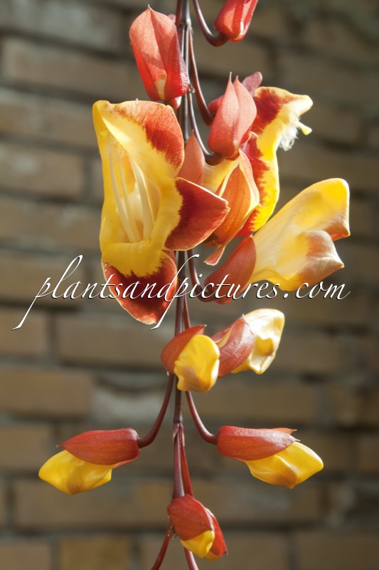 Thunbergia myosorensis