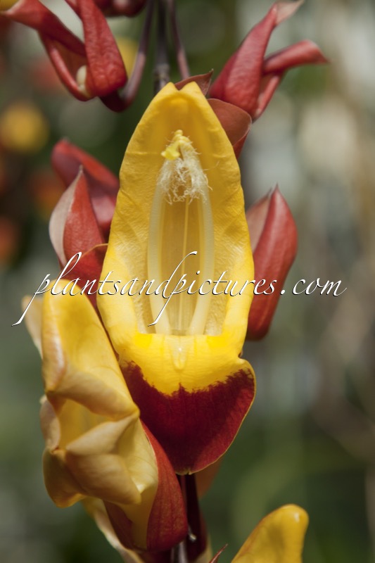 Thunbergia myosorensis