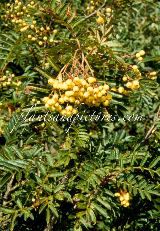 Sorbus ‘Joseph Rock’