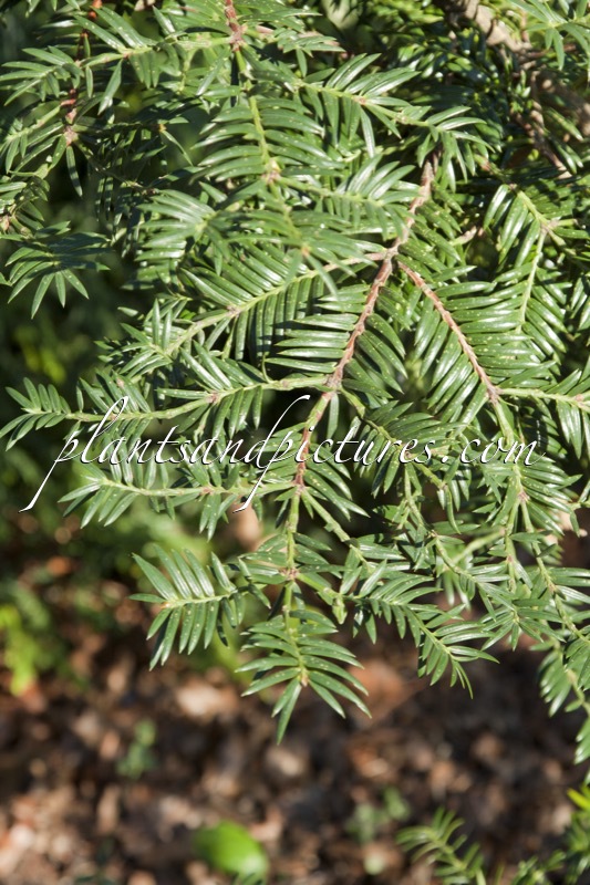Torreya taxifolia