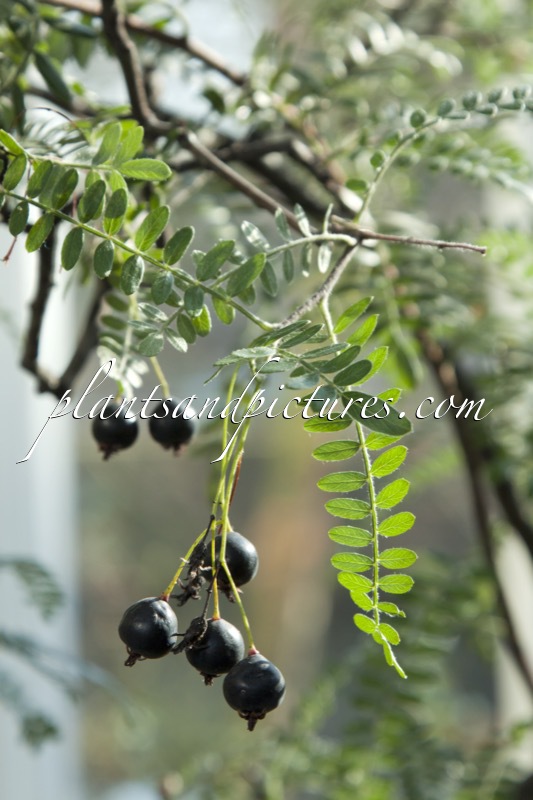 Osteomeles schwerinii