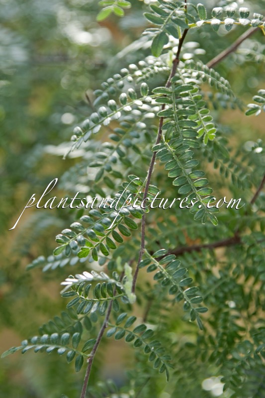 Osteomeles schwerinii