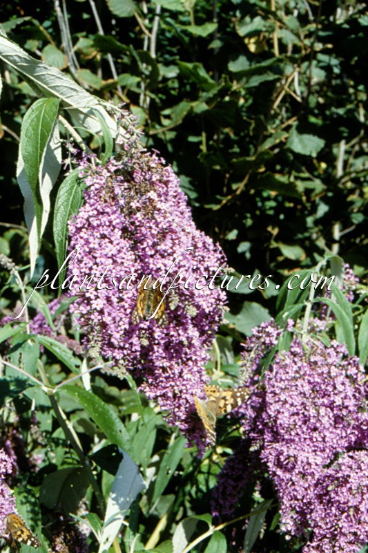 Buddleja davidii ‘Dartmoor’