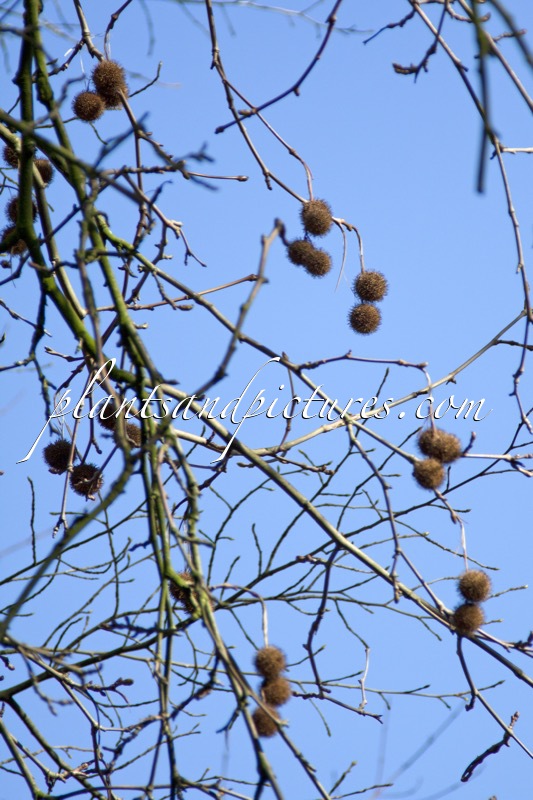 Platanus orientalis var. cuneata
