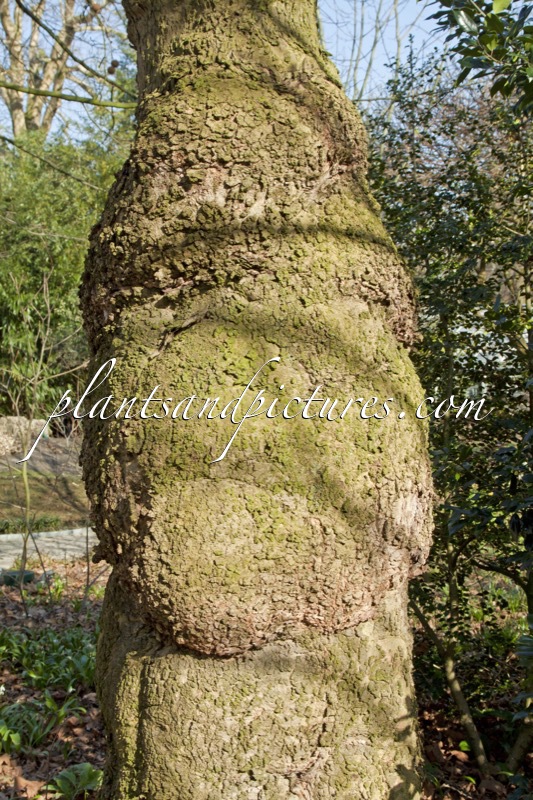 Platanus orientalis var. cuneata