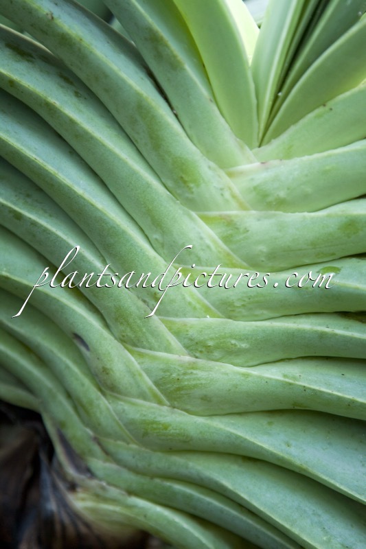 Aloe plicatilis