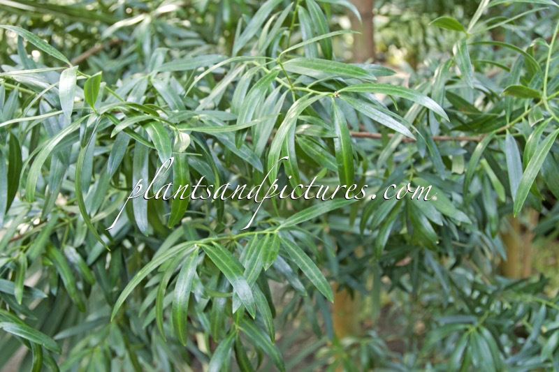 Podocarpus elatus