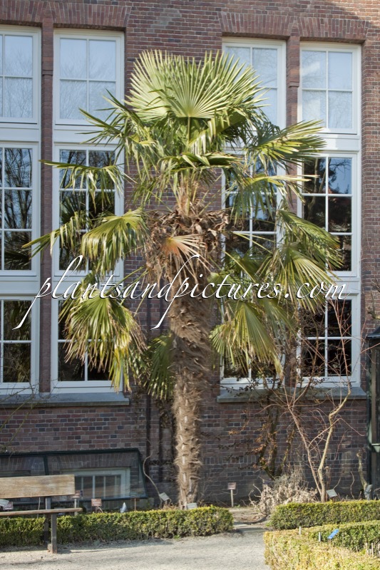 Trachycarpus fortunei