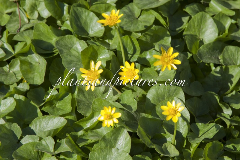 Lysimachia nummularia