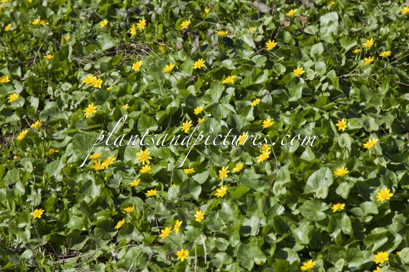 Lysimachia nummularia