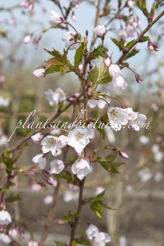 Prunus nipponica ‘Felice’