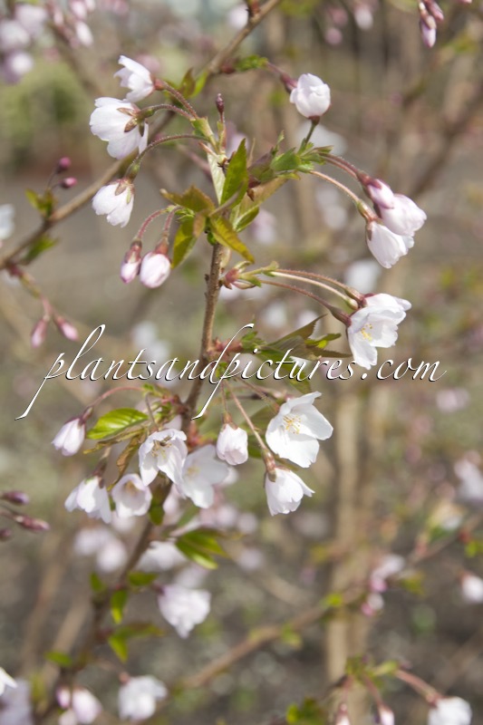 Prunus nipponica ‘Felice’