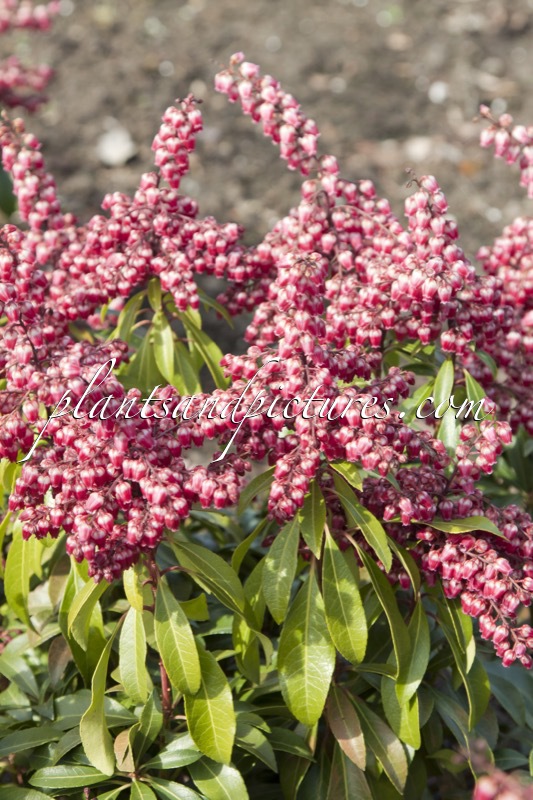 Pieris japonica ‘Passion’