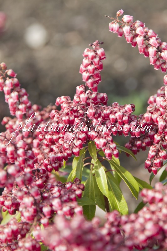 Pieris japonica ‘Passion’