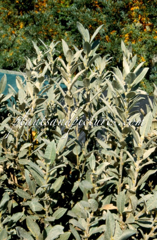 Salix glaucosericea
