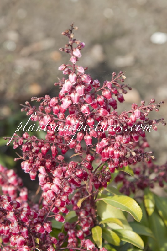 Pieris japonica ‘Passion’