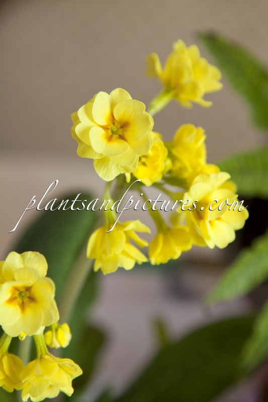 Primula veris ‘Lady Agatha’