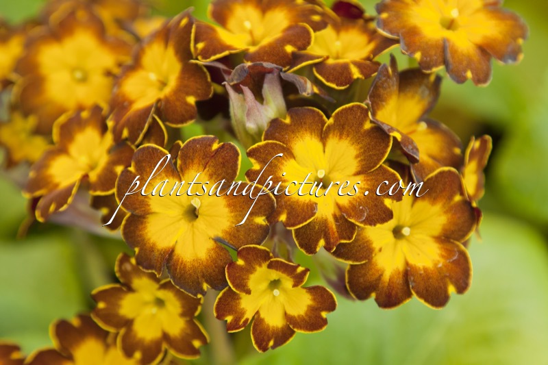 Primula veris ‘Gilded Ginger’