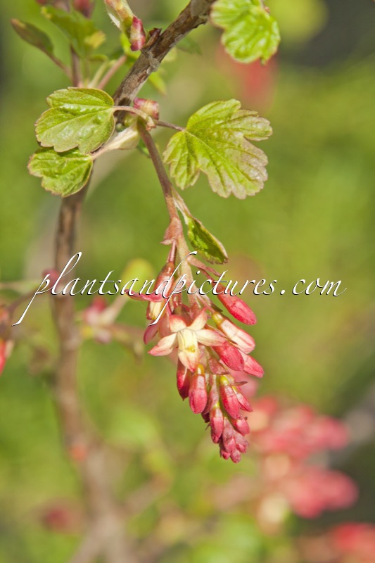 Ribes gordonianum